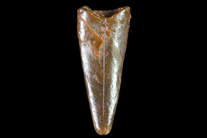 Pterosaur (Siroccopteryx) Tooth - Morocco #81335